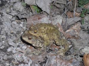 Že na poti na mrestišče je samec (zgoraj) navadne krastače ujel samico (spodaj) in si s tem prvi zagotovil parjenje in »prevoz« na mrestišče.